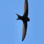 Vogelwandeling