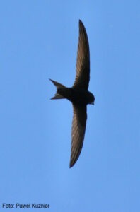 Vogelwandeling