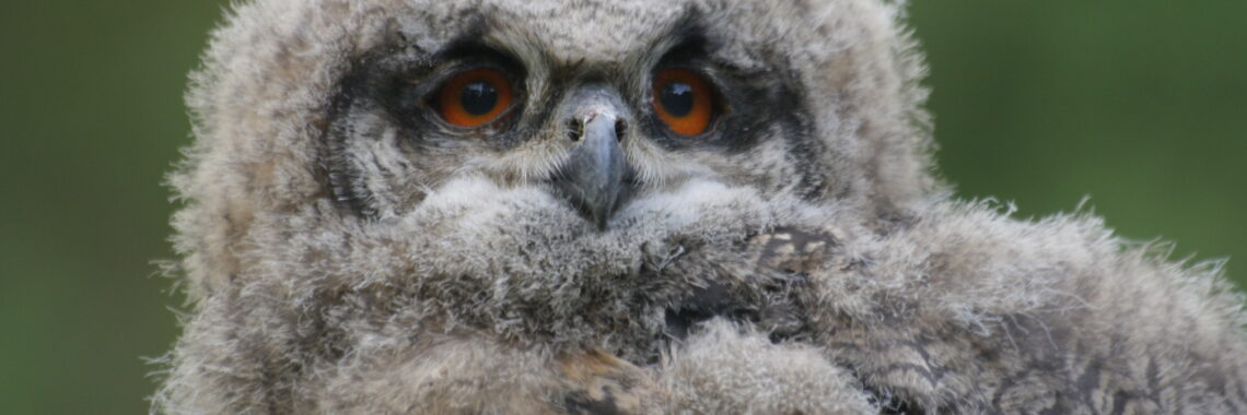 Bezoek aan Natuurhulpcentrum in Opglabbeek en aan C-mine Genk 1 Natuurhulpcentrum Opglabbeek jonge Oehoe (Bubo bubo)