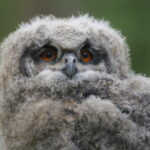 Bezoek aan Natuurhulpcentrum in Opglabbeek en aan C-mine Genk 7 Natuurhulpcentrum Opglabbeek jonge Oehoe (Bubo bubo)