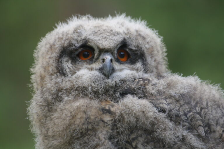 Natuurhulpcentrum Opglabbeek jonge Oehoe (Bubo bubo)