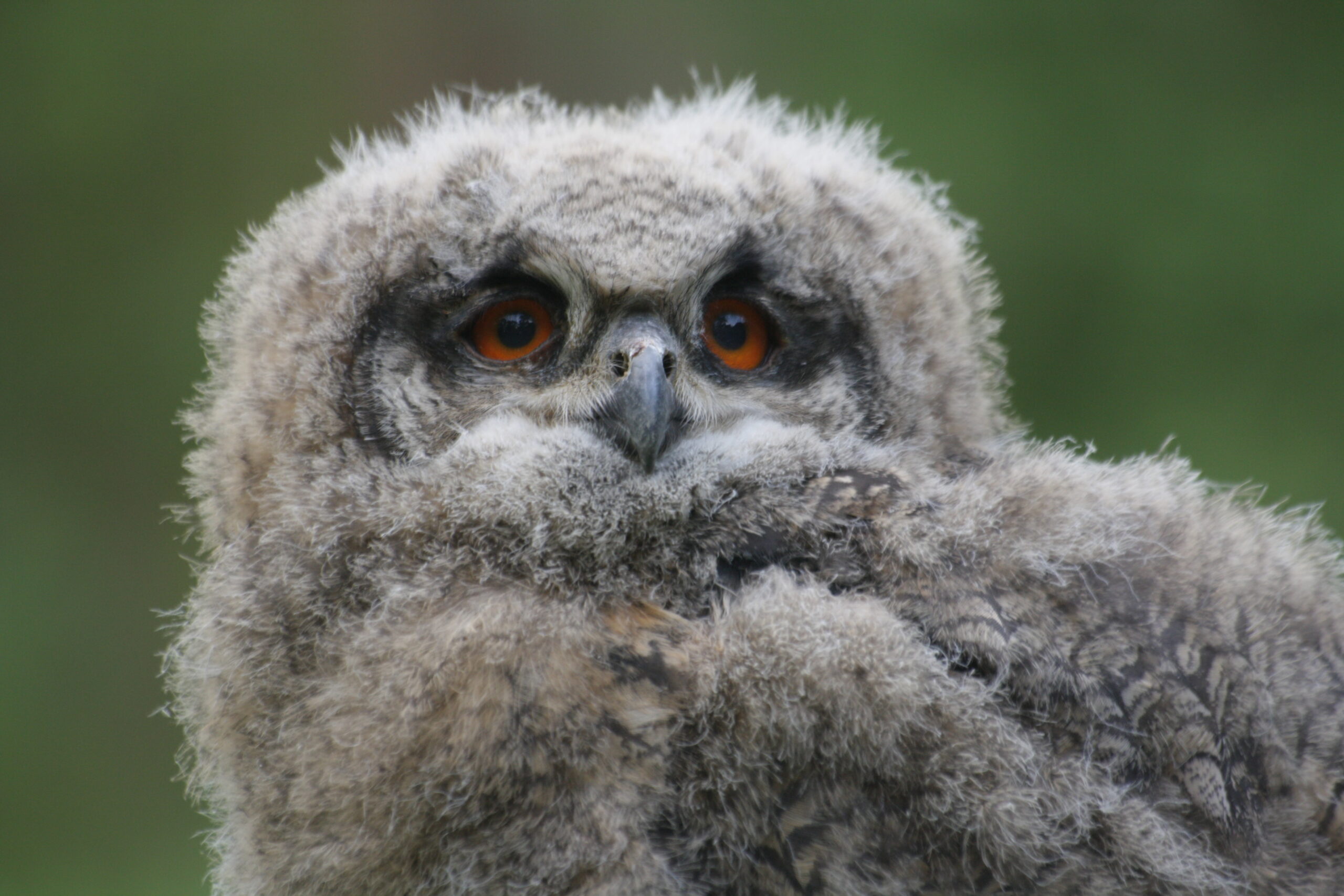 Natuurhulpcentrum Opglabbeek jonge Oehoe (Bubo bubo)