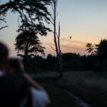 Op zoek naar de nachtzwaluw in De Groote Peel 4 nachtzwaluw@Marco van de Burgwal Staatsbosbeheer ()