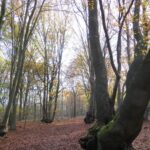 Door de bossen van het Duitse Schrolik bij Venlo 16 Door de bossen van het Duitse Schrolik bij Venlo