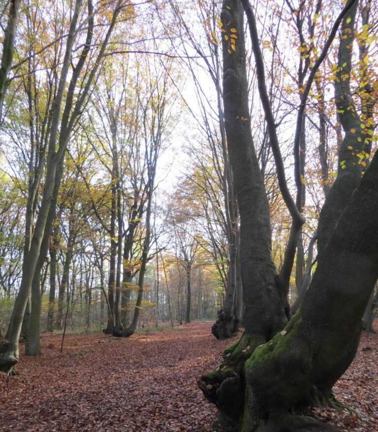 Door de bossen van het Duitse Schrolik bij Venlo