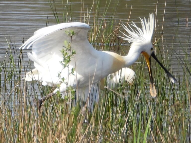 Vogelwandeling Sarsven-de Banen