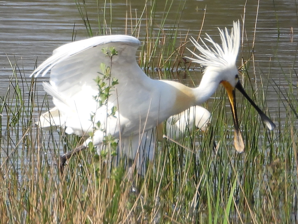 Vogelwandeling Sarsven/de Banen 19 Vogelwandeling Sarsven-de Banen