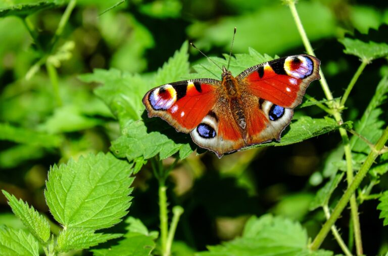 Uittips Limburg 48 Landelijke Tuinvlindertelling