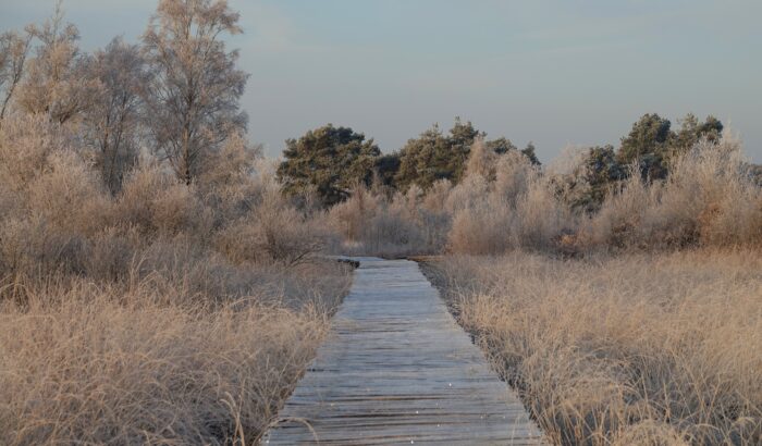 Nature Impact Day (Marijke Vaes)