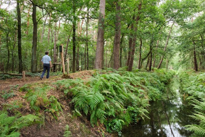 Wandelaar langs de Oude Graaf in het Weerterbos.