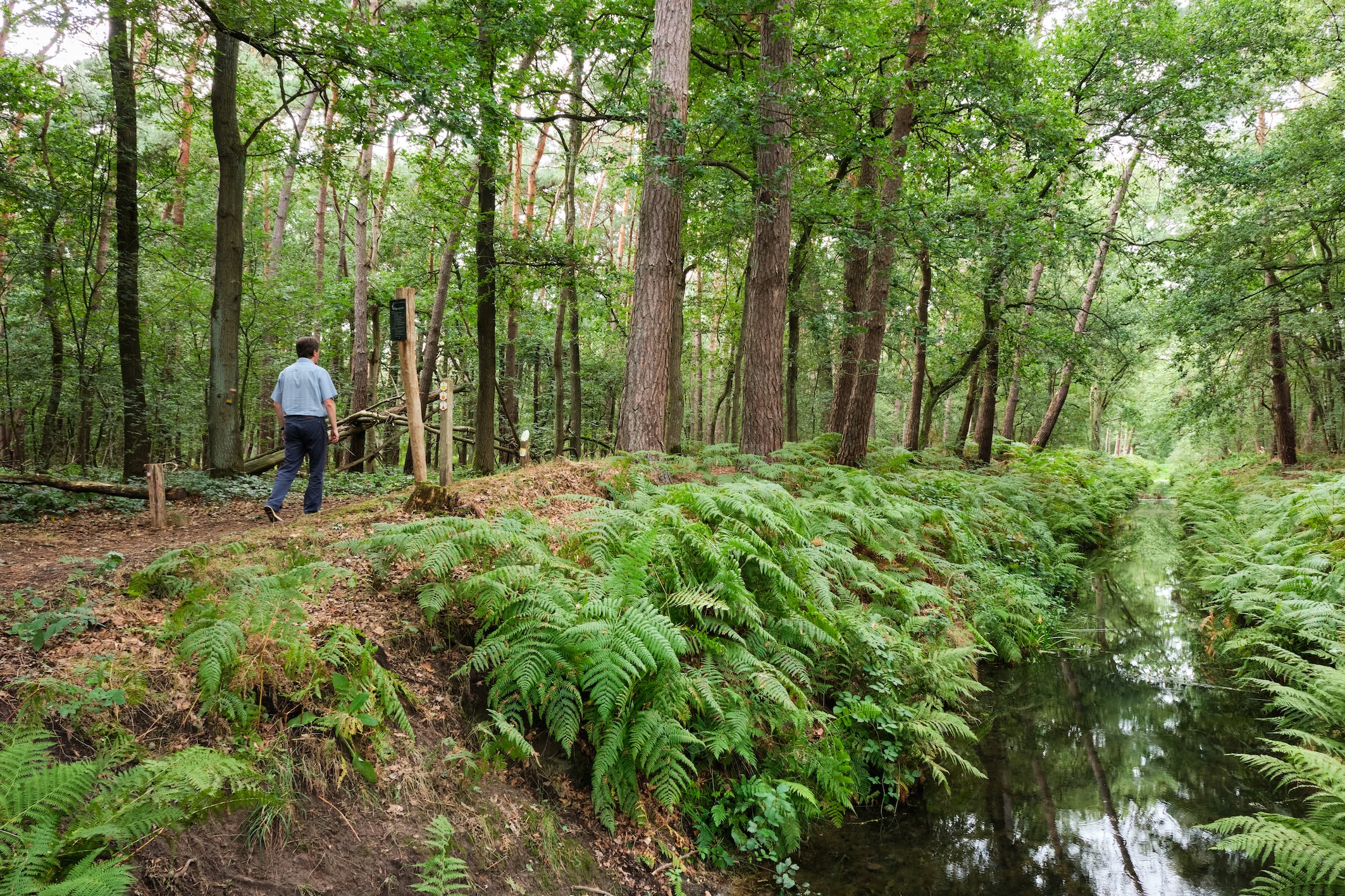 Wandelaar langs de Oude Graaf in het Weerterbos. Wandelaar langs de Oude Graaf in het Weerterbos.