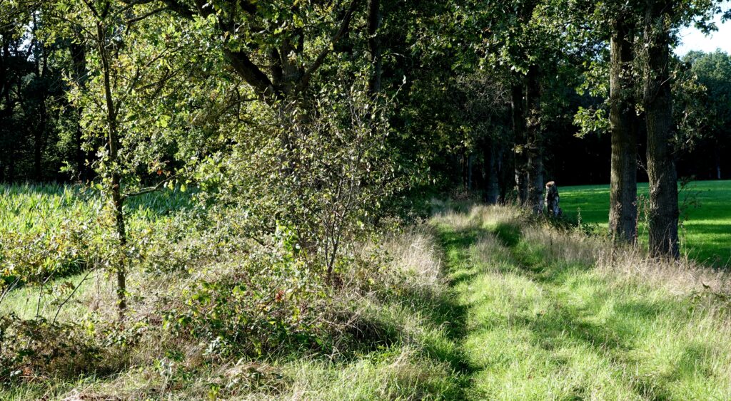 Ontdektocht over weinig belopen paden in het Weerterbos - Voorste Houtdijk