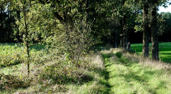 Ontdektocht over weinig belopen paden in het Weerterbos - Voorste Houtdijk