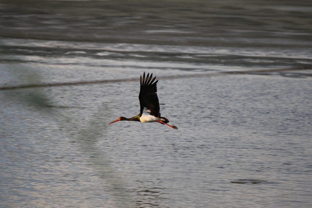Vogelwandeling De Kwegt