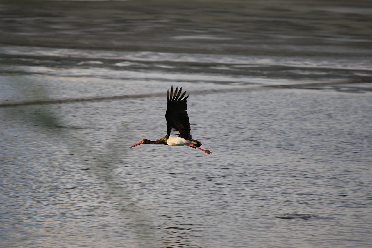 Vogelwandeling De Kwegt