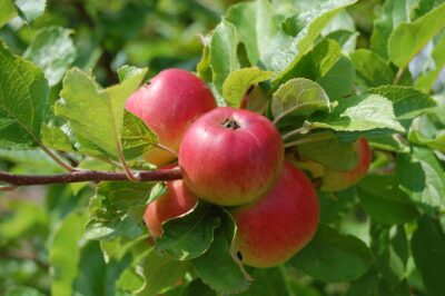 appels