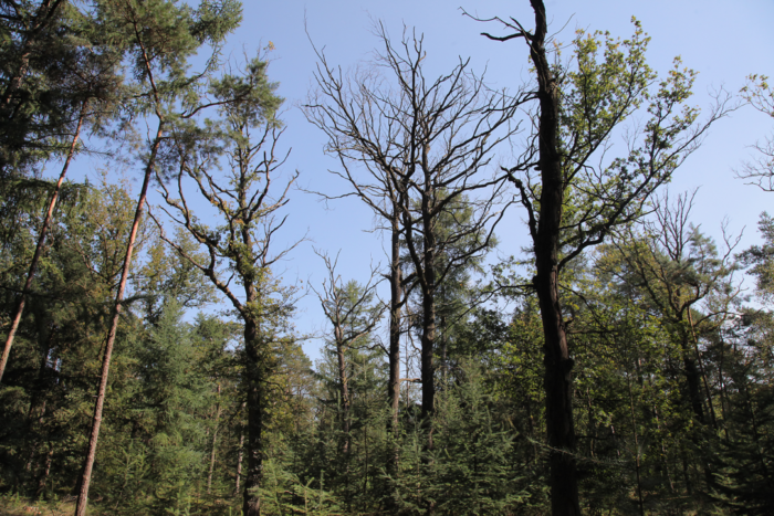Lezing Bos- en klimaatverandering