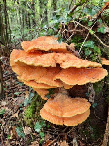 Paddenstoelenwandeling in het Leudal