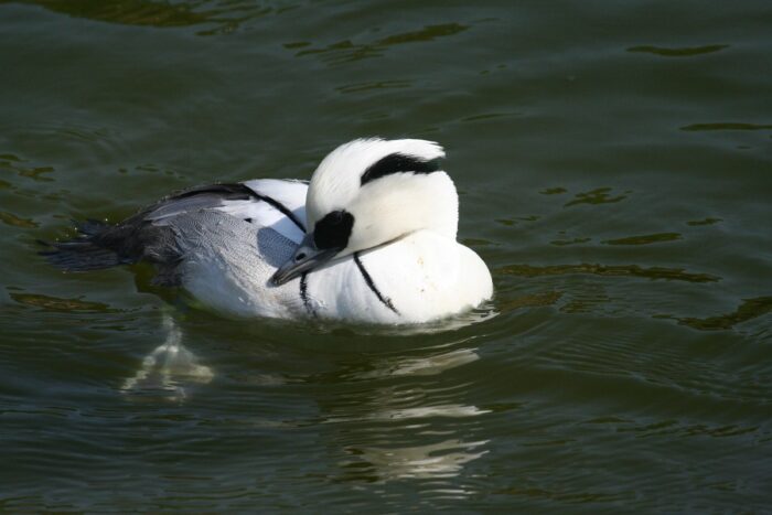 Vogelwandeling Stevolplas